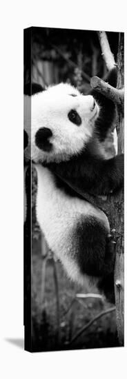 China 10MKm2 Collection - Giant Panda Baby-Philippe Hugonnard-Premier Image Canvas