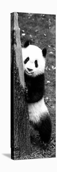 China 10MKm2 Collection - Giant Panda Baby-Philippe Hugonnard-Premier Image Canvas