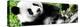 China 10MKm2 Collection - Giant Panda-Philippe Hugonnard-Premier Image Canvas