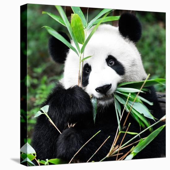 China 10MKm2 Collection - Giant Panda-Philippe Hugonnard-Premier Image Canvas