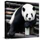 China 10MKm2 Collection - Giant Panda-Philippe Hugonnard-Premier Image Canvas