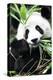 China 10MKm2 Collection - Giant Panda-Philippe Hugonnard-Premier Image Canvas