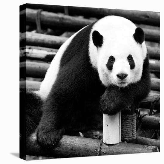 China 10MKm2 Collection - Giant Panda-Philippe Hugonnard-Premier Image Canvas