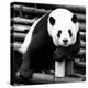 China 10MKm2 Collection - Giant Panda-Philippe Hugonnard-Premier Image Canvas