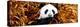 China 10MKm2 Collection - Giant Panda-Philippe Hugonnard-Premier Image Canvas