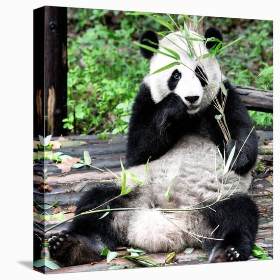 China 10MKm2 Collection - Giant Panda-Philippe Hugonnard-Premier Image Canvas