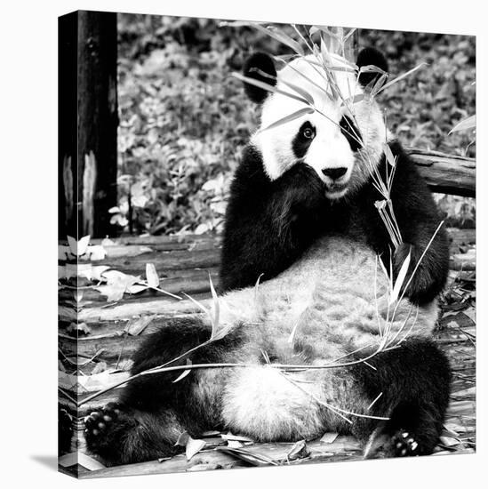 China 10MKm2 Collection - Giant Panda-Philippe Hugonnard-Premier Image Canvas