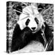 China 10MKm2 Collection - Giant Panda-Philippe Hugonnard-Premier Image Canvas