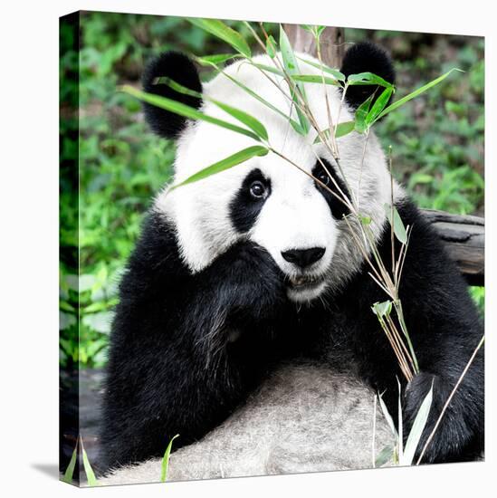 China 10MKm2 Collection - Giant Panda-Philippe Hugonnard-Premier Image Canvas