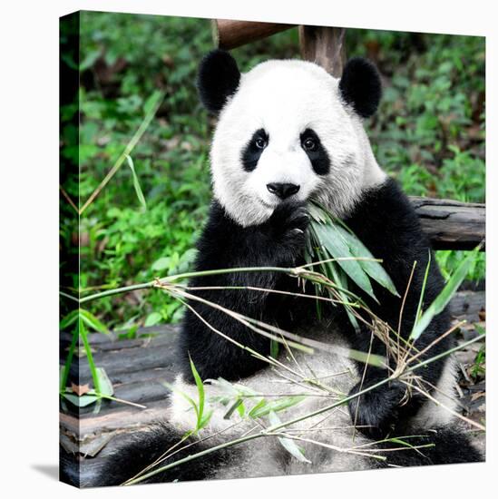 China 10MKm2 Collection - Giant Panda-Philippe Hugonnard-Premier Image Canvas