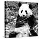 China 10MKm2 Collection - Giant Panda-Philippe Hugonnard-Premier Image Canvas
