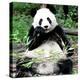 China 10MKm2 Collection - Giant Panda-Philippe Hugonnard-Premier Image Canvas