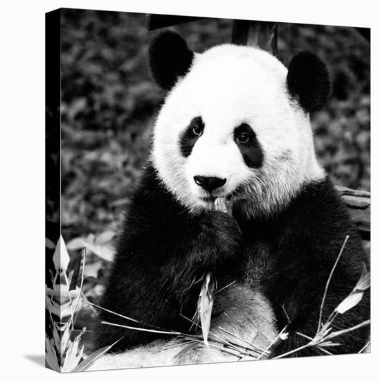 China 10MKm2 Collection - Giant Panda-Philippe Hugonnard-Premier Image Canvas