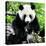 China 10MKm2 Collection - Giant Panda-Philippe Hugonnard-Premier Image Canvas