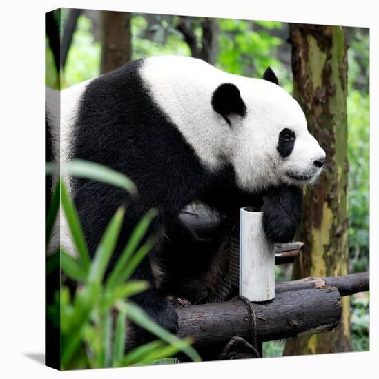 China 10MKm2 Collection - Giant Panda-Philippe Hugonnard-Premier Image Canvas