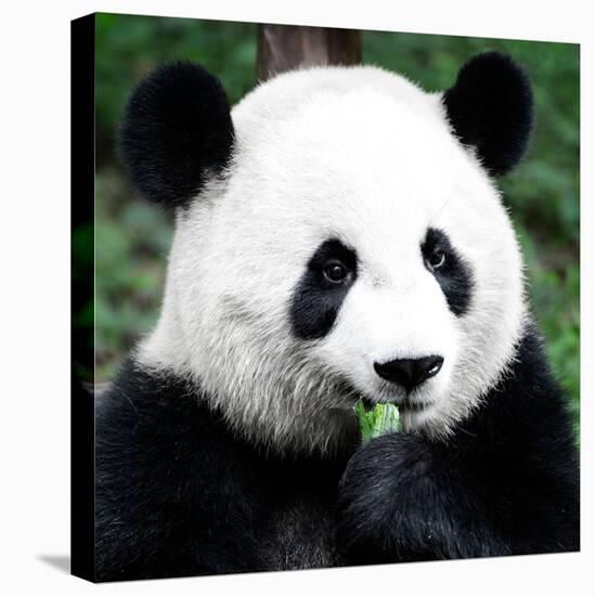 China 10MKm2 Collection - Giant Panda-Philippe Hugonnard-Premier Image Canvas