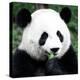 China 10MKm2 Collection - Giant Panda-Philippe Hugonnard-Premier Image Canvas