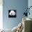 China 10MKm2 Collection - Giant Panda-Philippe Hugonnard-Premier Image Canvas displayed on a wall