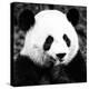 China 10MKm2 Collection - Giant Panda-Philippe Hugonnard-Premier Image Canvas