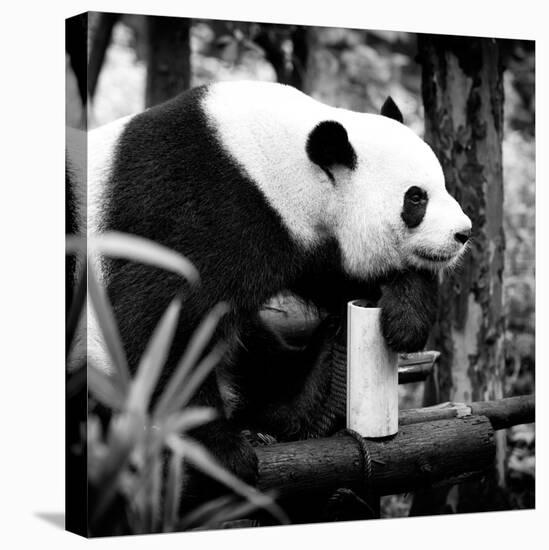 China 10MKm2 Collection - Giant Panda-Philippe Hugonnard-Premier Image Canvas