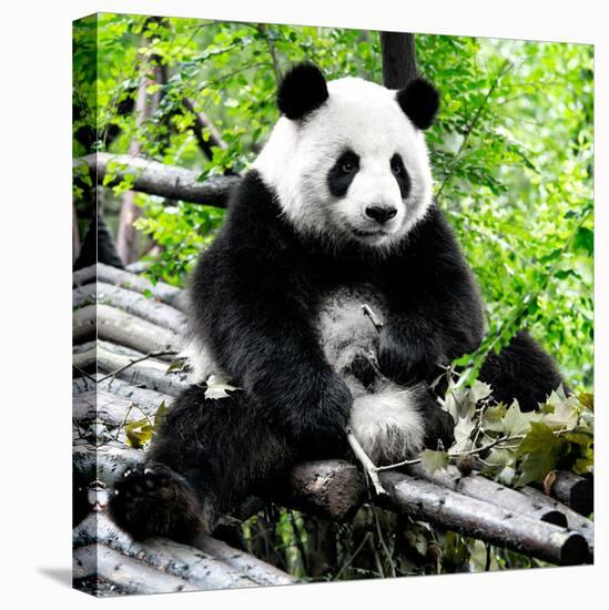 China 10MKm2 Collection - Giant Panda-Philippe Hugonnard-Premier Image Canvas