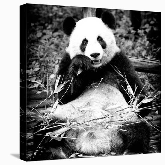 China 10MKm2 Collection - Giant Panda-Philippe Hugonnard-Premier Image Canvas