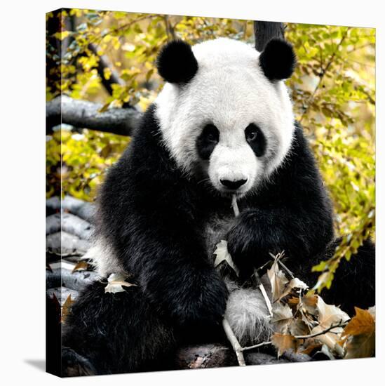 China 10MKm2 Collection - Giant Panda-Philippe Hugonnard-Premier Image Canvas