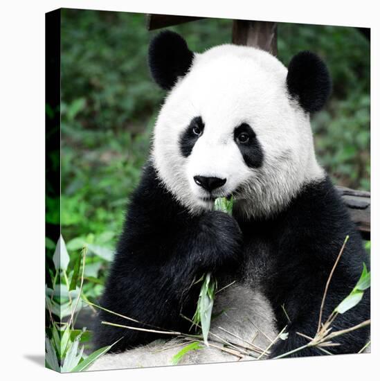 China 10MKm2 Collection - Giant Panda-Philippe Hugonnard-Premier Image Canvas