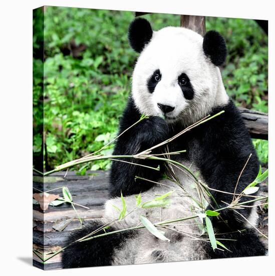 China 10MKm2 Collection - Giant Panda-Philippe Hugonnard-Premier Image Canvas