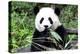 China 10MKm2 Collection - Giant Panda-Philippe Hugonnard-Premier Image Canvas