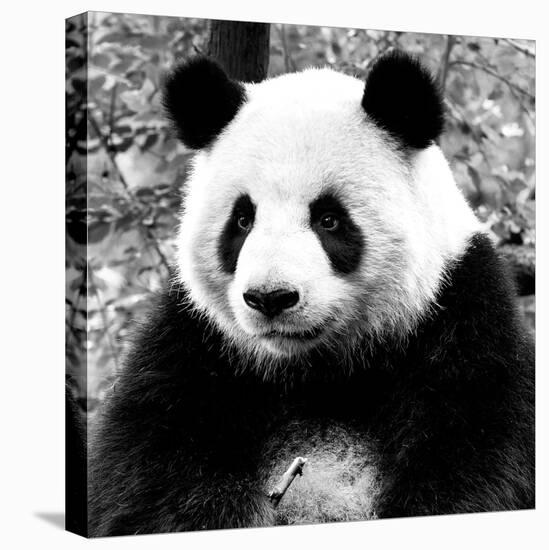 China 10MKm2 Collection - Giant Panda-Philippe Hugonnard-Premier Image Canvas