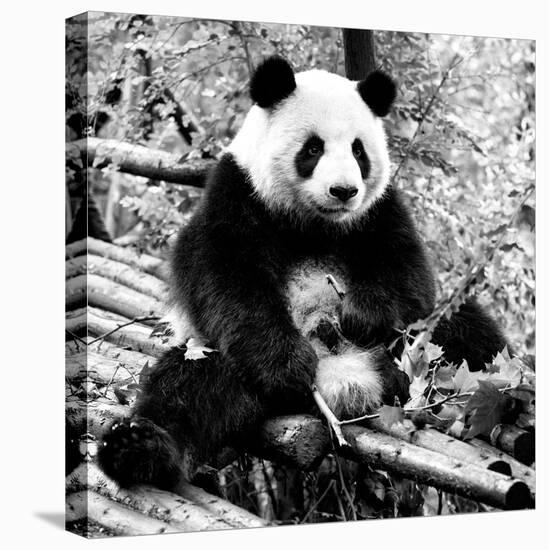 China 10MKm2 Collection - Giant Panda-Philippe Hugonnard-Premier Image Canvas