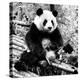 China 10MKm2 Collection - Giant Panda-Philippe Hugonnard-Premier Image Canvas