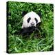 China 10MKm2 Collection - Giant Panda-Philippe Hugonnard-Premier Image Canvas