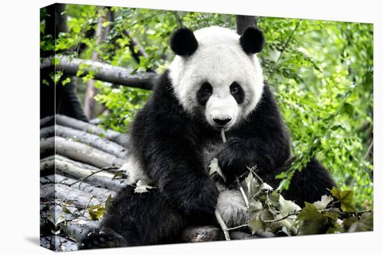 China 10MKm2 Collection - Giant Panda-Philippe Hugonnard-Premier Image Canvas