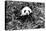 China 10MKm2 Collection - Giant Panda-Philippe Hugonnard-Premier Image Canvas