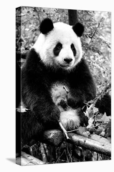 China 10MKm2 Collection - Giant Panda-Philippe Hugonnard-Premier Image Canvas