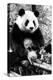 China 10MKm2 Collection - Giant Panda-Philippe Hugonnard-Premier Image Canvas