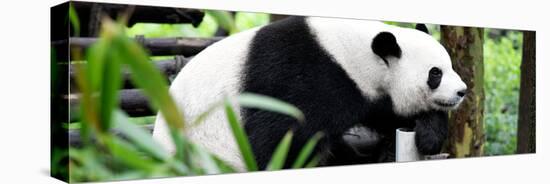 China 10MKm2 Collection - Giant Panda-Philippe Hugonnard-Premier Image Canvas