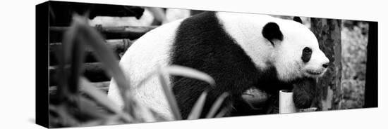 China 10MKm2 Collection - Giant Panda-Philippe Hugonnard-Premier Image Canvas