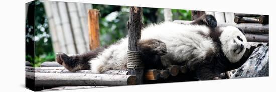 China 10MKm2 Collection - Giant Panda-Philippe Hugonnard-Premier Image Canvas