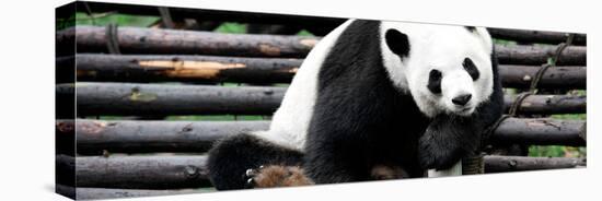 China 10MKm2 Collection - Giant Panda-Philippe Hugonnard-Premier Image Canvas