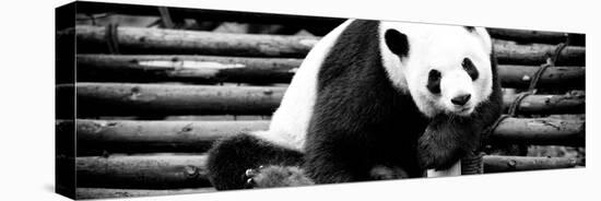 China 10MKm2 Collection - Giant Panda-Philippe Hugonnard-Premier Image Canvas