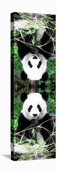 China 10MKm2 Collection - Giant Panda-Philippe Hugonnard-Premier Image Canvas