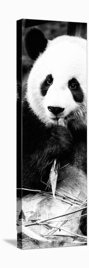 China 10MKm2 Collection - Giant Panda-Philippe Hugonnard-Premier Image Canvas