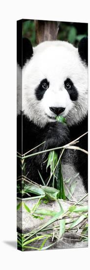 China 10MKm2 Collection - Giant Panda-Philippe Hugonnard-Premier Image Canvas