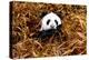 China 10MKm2 Collection - Giant Panda-Philippe Hugonnard-Premier Image Canvas