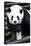 China 10MKm2 Collection - Giant Panda-Philippe Hugonnard-Premier Image Canvas