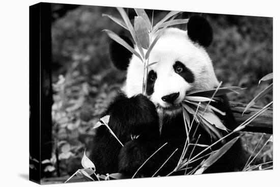 China 10MKm2 Collection - Giant Panda-Philippe Hugonnard-Premier Image Canvas