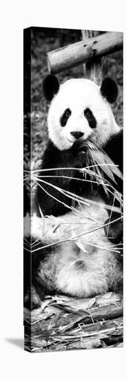 China 10MKm2 Collection - Giant Panda-Philippe Hugonnard-Premier Image Canvas